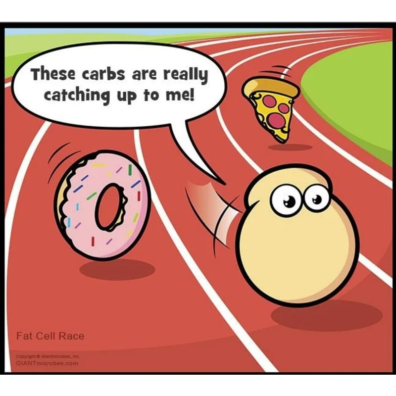 Fat Cell
