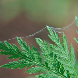 Pest Stop Plus 60 ml