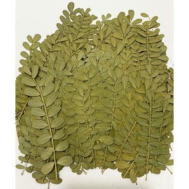 HANDI-KAFU Leaf Real Natural Dried Pressed Flowers for Resin Art Craft DIY Pack of 12