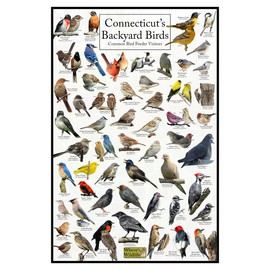Where's Wildlife Connecticut's Backyard Birds Poster - Connecticut Bird Chart Highlighting Birds At Your Bird Feeder (8" x 12")