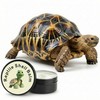 Tortoise Oinment Shell Conditioner Cream – Shell Care Balm Moisturizer