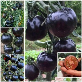 ZEshops ZEshops 100pcs European Black Cherry Tomato Seeds - Heirloom, Non-GMO, Rich Flavor - Full Planting Guide Included for Home Gardens, Perfect Gardening Gift (Black Cherry Tomato Seeds)