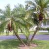 Palm Beach Medicinal Herbs - Pygmy Date Palm (Phoenix Roebelenii)