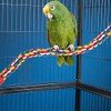 Bird Rope Perches, Bird Spiral Rope Perch, Cotton Parrot Swing