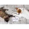Pearhead Paw Print Clean Touch Ink Pad Kit for Dogs