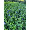 VINCA Major Periwinkle Live Plants Evergreen Ground Cover 6"+ Rooted