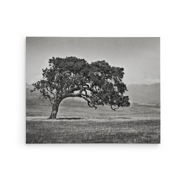 Large Canvas or Unframed Print, California Oak Tree in Wine Country, Landscape Wall Decor in Color or Black and White, ‘Windswept'