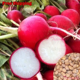 Treevale Crimson Giant Radish - Big Round Red Radish SEEDS | Vegetable Seeds - 300 Seeds