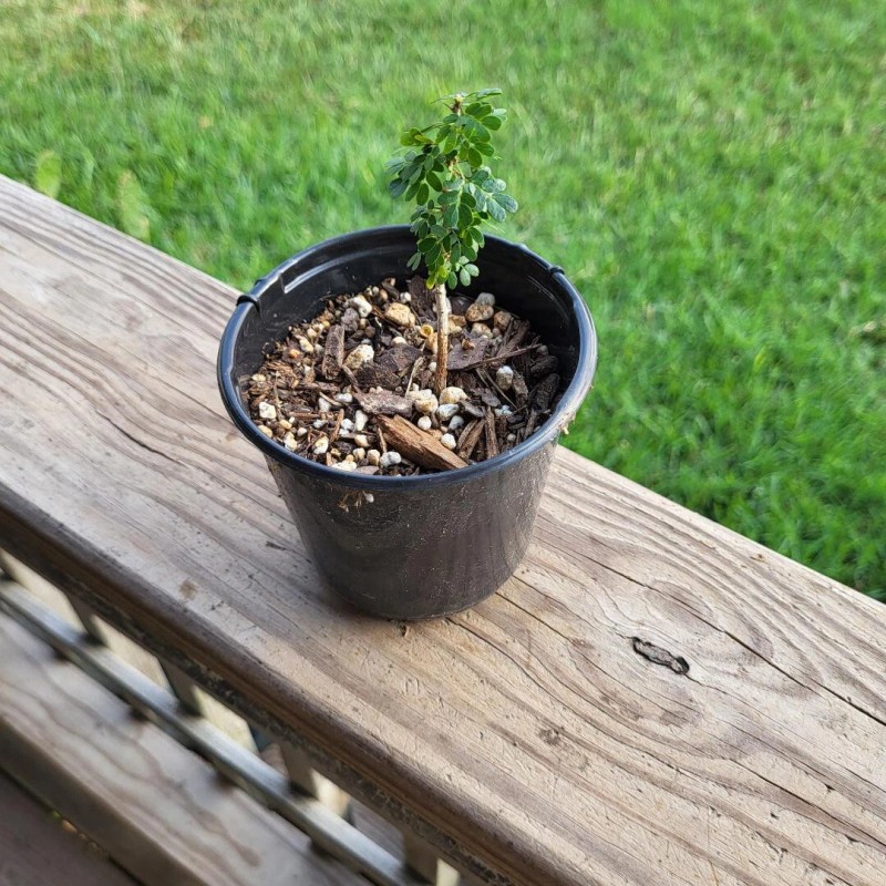 Ebenopisis Ebano Pods and Seeds 15 TEXAS EBONY Tree Seeds