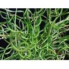 Grass Juncus Twisted Arrow - Gallon