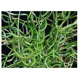 Grass Juncus Twisted Arrow - Gallon