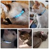 onebarleycorn Cat Collar, Cat Collars with Safety Clasp, Cat Collars