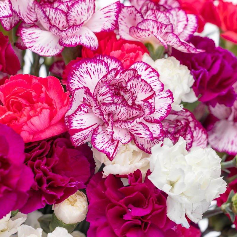 Benchmark Bouquets Mini Carnation Bouquet – Mothers Day Flowers for