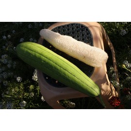 SeedsUP - 10+ Dishrag Gourd (Smooth Luffa, Sponge, Rag) Long - Vegetable Green