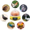 Yuecheng BREUAILY Mini 7 Egg Incubator Poultry Incubator,Fully Automatic chick