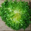 800 Frisee Endive Seeds for Planting Chicory Heirloom Non GMO