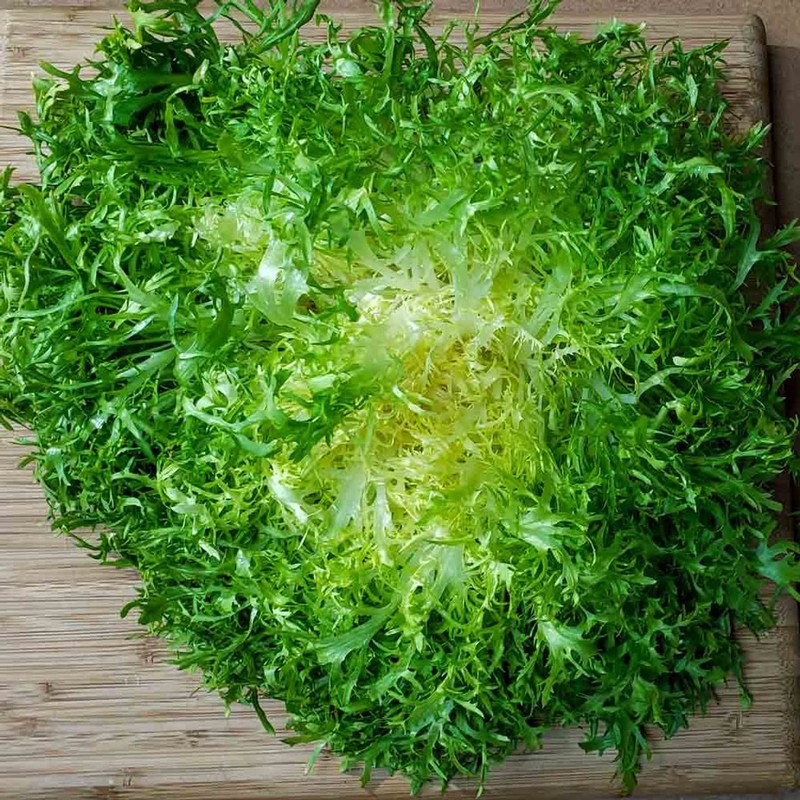 800 Frisee Endive Seeds for Planting Chicory Heirloom Non GMO