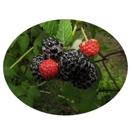 Emeralds TM Thorned BlackBerry Plant Large Fruit Low Chill Heirloom Brazo 4 Inch Pot