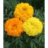 Seed Kingdom Marigold Cracker Jack Nice Garden Flower By Seed Kingdom 600 Seeds