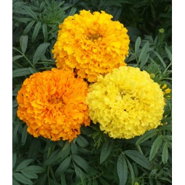 Seed Kingdom Marigold Cracker Jack Nice Garden Flower By Seed Kingdom 600 Seeds