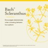 Bach Flower Remedy Scleranthus 20ml for Emotional Wellness and Decisiveness