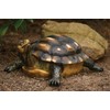 Turtle M Green Statue by Michael Carr Designs - Outdoor