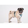 Chaba Guard Dog Harness for Small Dogs with Control, Anti-Pull