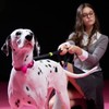 Dog Collar, Basic Collar for Dogs, Dog Collar, Training Collar