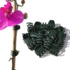 Vtete 50 PCS Large Size Orchid Clips and Garden Support