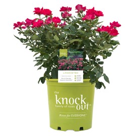 Green Promise Farms Rosa `Knock Out` (Reblooming) Rose, #3 Size Container, red flower