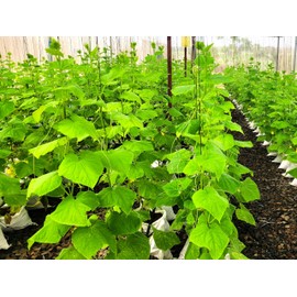 TomorrowSeeds - English Telegraph Burpless Cucumber (English Cucumber) Seeds - 30+ Count - for 2025 Planting Hothouse Cucumbers Crisp European Near-Seedless Long Heirloom Vegetable Grow Your Own Home