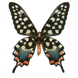 Preserved Butterfly: Madagascan Giant Swallowtail - Airtight Acrylic Frame (8" x 7" x 1.5")