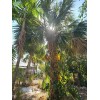 Unbranded Hardy Sabal Palm Tree Cabbage Palm Florida Grown Live