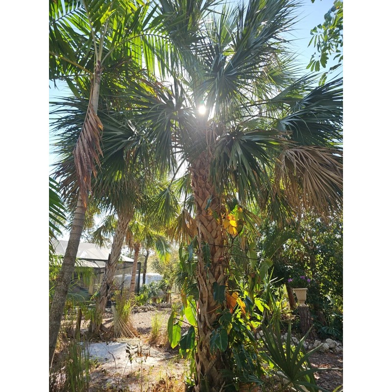 Unbranded Hardy Sabal Palm Tree Cabbage Palm Florida Grown Live