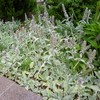 Outsidepride Stachys Byzantina Lamb's Ear Seeds - 1000 Pcs Perennial