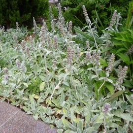 Outsidepride Stachys Byzantina Lamb's Ear Seeds - 1000 Pcs Perennial Flower Seeds for Planting Velvet-Textured Silvery Foliage & Vibrant Blooms for Ground Cover & Pollinator Gardens