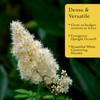 12 Carolina Cherry Laurel in 2.5” Nursery Cubes (Prunus caroliniana)