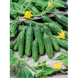 Cucumber Parisian Gherkin Seeds – Open-Pollinated | 50–55 Days to Harvest | Ideal for Pickling & High-Yielding