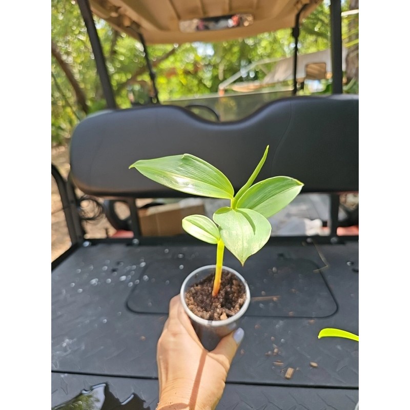 sylviasfloridagarden Spiral Red Button Ginger Costus woodsonii rooted