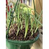 White Onion Sets, Non-GMO Bulbs for Planting, 100 Count by