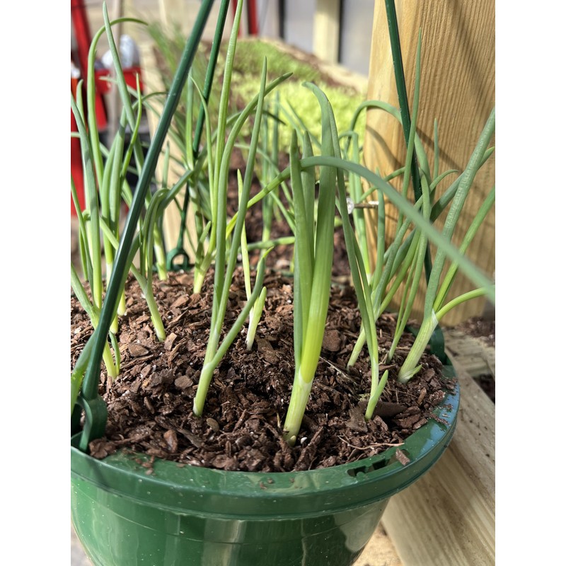 White Onion Sets, Non-GMO Bulbs for Planting, 100 Count by