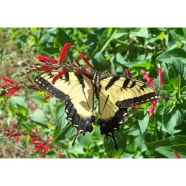 Clovers Garden Pineapple Sage Plant– Two (2) Live Plants – Not Seeds –Each 4"-7" Tall- in 3.5 Inch Pots