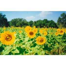 600 Peredovik Sunflower Seeds for Planting. 28 Grams of Seeds. Non GMO and Heirloom. Helianthus ANNUUS Flower Annual