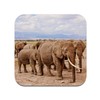Cork Coaster - Elephant Horde in the Savannah Wildlife Animals