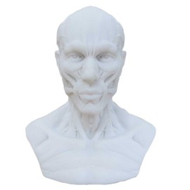 Human Model Craft Anatomy Skull Head Muscle Bone Medical Artist Drawing Study (White)
