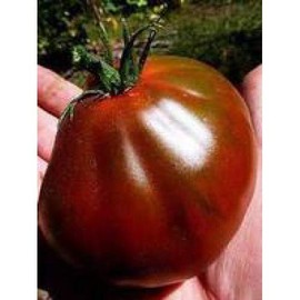RAISE ME UP: Seeds Black Truffle Japanese Tomato Indeterminate Non GMO Heirloom