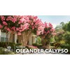 Oleander Calypso Nerium | 1 Extra Large 3 Gallon Plant