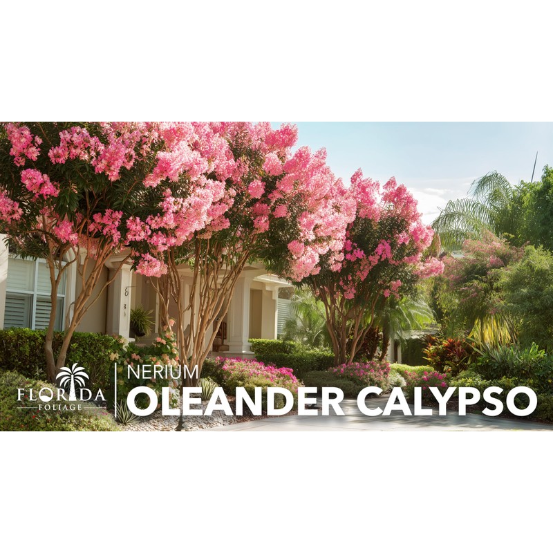Oleander Calypso Nerium | 1 Extra Large 3 Gallon Plant