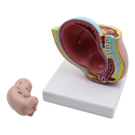 Nicear Schwangerschaft 9 Monate Baby Fötus Modell Harz Schwangerschaft Weibliches Becken Modell Klare Struktur Entwicklungsmodell