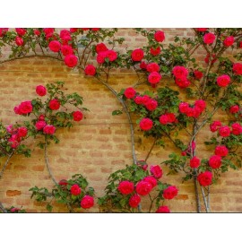 Nygardenia 20pcs Red Climbing Rose Seeds - Rare Non-GMO Heirloom Variety for Your Garden
